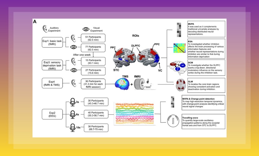 心理学院助理教授何振宏在《Advanced Science》上发表研究成果